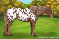 Horse Color:Chestnut Appaloosa