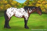 Horse Color:Bay Appaloosa 