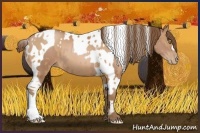 Horse Color:Brown Pearl  and Brown Pearl Tobiano 