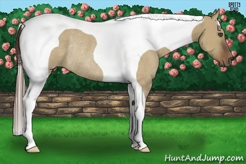 Horse Color:Liver Red Dun Tobiano Frame Rabicano 