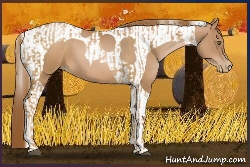 Horse Color:Liver Chestnut Pearl and Liver Chestnut Pearl Tobiano
