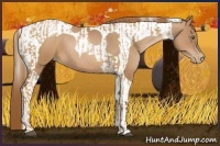 Horse Color:Liver Chestnut Pearl  and Liver Chestnut Pearl Tobiano 