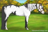 Horse Color:White Spotted Smoky Black Splash Frame 