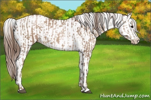 Horse Color:Black Pearl  and Black Pearl Appaloosa 