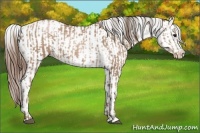Horse Color:Black Pearl  and Black Pearl Appaloosa 
