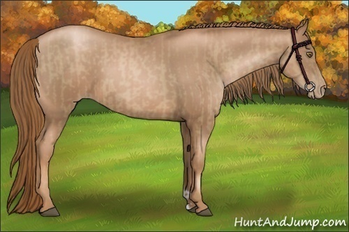 Horse Color:Liver Chestnut Pearl  and Liver Chestnut Pearl 