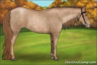 Horse Color:Liver Chestnut Pearl  and Liver Chestnut Pearl 