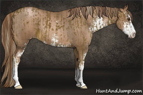 Horse Color:Chocolate Palomino Sabino and Liver Chestnut Pearl Sabino