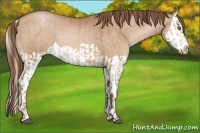 Horse Color:Bay Pearl and Bay Pearl Splash