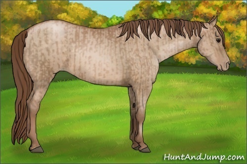 Horse Color:Brown Pearl  and Brown Pearl Dun 