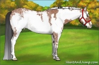 Horse Color:White Spotted Bay Ice Splash Frame