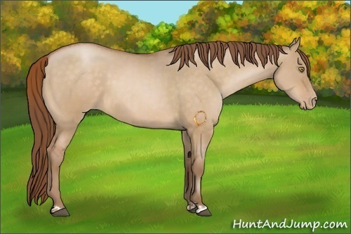 Horse Color:Bay Pearl Dun  and Bay Pearl Dun 
