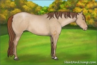 Horse Color:Bay Pearl Dun  and Bay Pearl Dun 