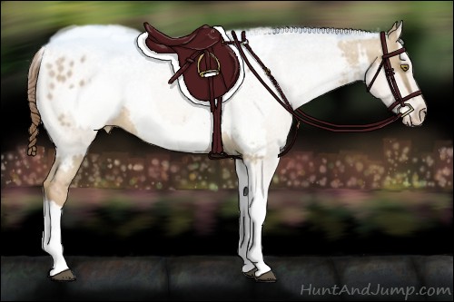 Horse Color:Liver Red Dun Pearl Tobiano Appaloosa and Liver Red Dun Pearl Tobiano Appaloosa