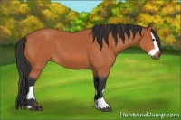 Horse Color:Bay  and Bay Splash 