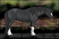 Horse Color:Black 