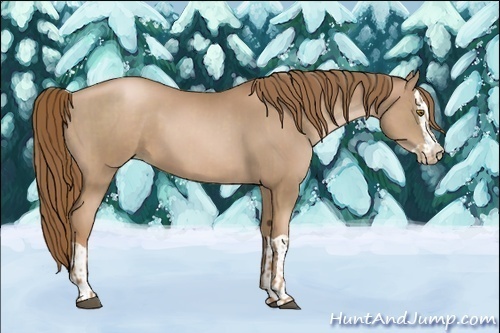 Horse Color:Liver Chestnut Pearl  and Liver Chestnut Pearl Splash 