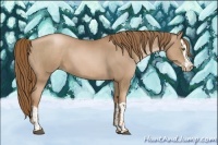 Horse Color:Liver Chestnut Pearl and Liver Chestnut Pearl Splash