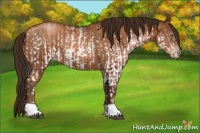 Horse Color:Gray White Spotted Brown Pearl and Gray Brown Pearl