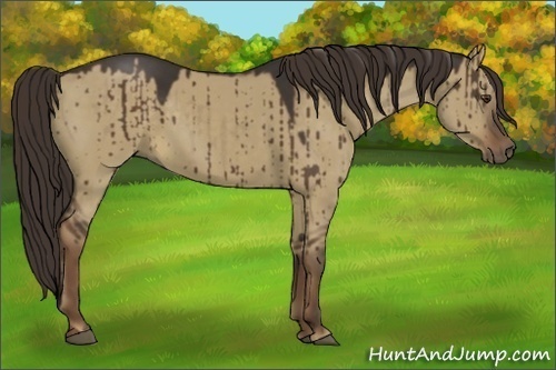 Horse Color:Liver Red Dun 