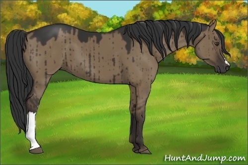 Horse Color:Liver Red Dun 