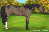 Horse Color:Liver Red Dun 