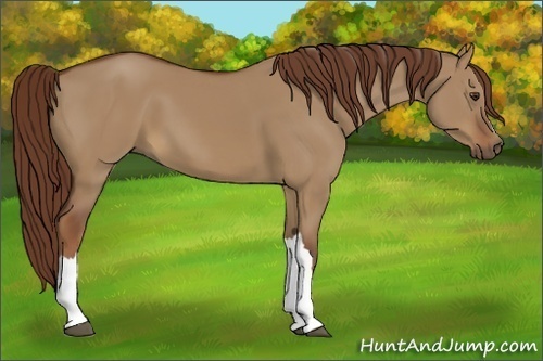 Horse Color:Red Dun