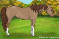 Horse Color:Red Dun 