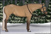 Horse Color:Silver Bay Dun 