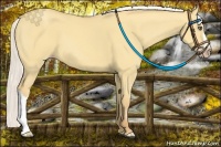 Horse Color:Silver Amber Cream Champagne Dun 