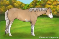 Horse Color:Silver Bay Dun Sabino
