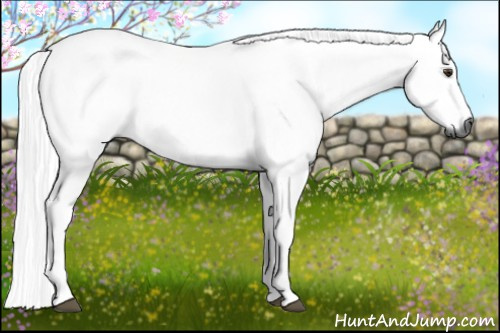 Horse Color:Gray Chestnut 