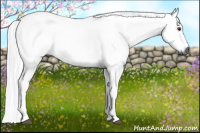 Horse Color:Gray Chestnut 