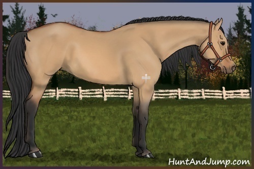 Horse Color:Bay Dun