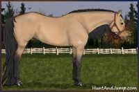 Horse Color:Bay Dun