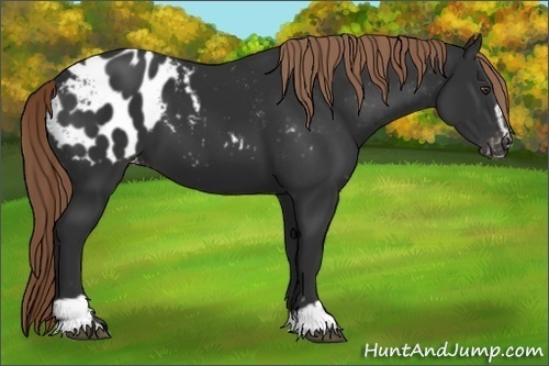 Horse Color:Liver Chestnut Sabino Appaloosa 