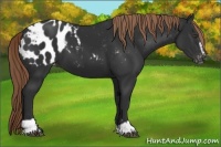 Horse Color:Liver Chestnut Sabino Appaloosa 