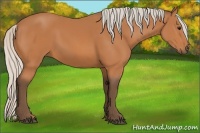 Horse Color:Silver Bay 