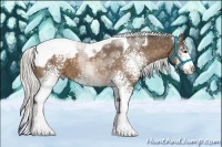 Horse Color:White Spotted Silver Buckskin Tobiano Appaloosa