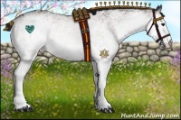 Horse Color:White Spotted Bay Appaloosa 