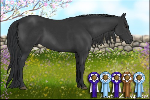 Horse Color:Black Rabicano 