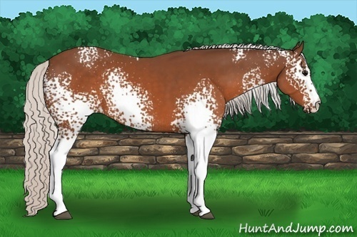 Horse Color:White Spotted Silver Brown Rabicano 