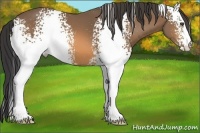 Horse Color:White Spotted Buckskin