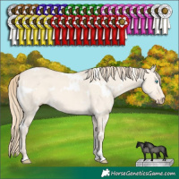 Horse Color:White Spotted Perlino Dun 