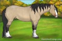 Horse Color:Bay Roan Dun Splash