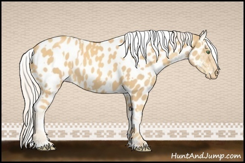 Horse Color:Gold Cream Champagne Appaloosa and Gold Cream Champagne Frame Appaloosa