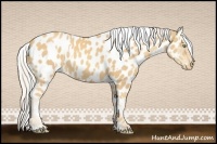 Horse Color:Gold Cream Champagne Appaloosa  and Gold Cream Champagne Frame Appaloosa 