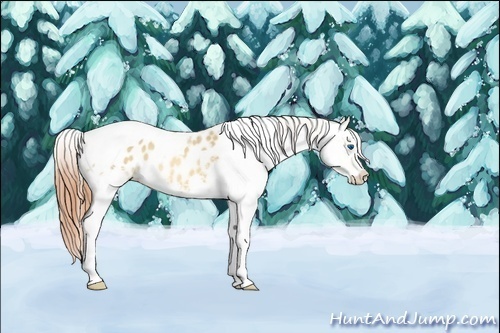 Horse Color:Amber Champagne Dun Splash Tobiano Blanket