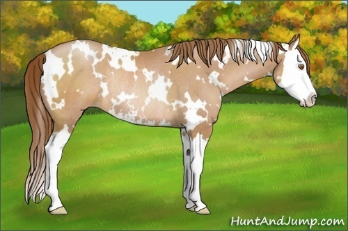 Horse Color:White Spotted Brown Pearl Sabino Splash Rabicano 