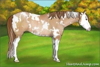 Horse Color:White Spotted Brown Pearl Sabino Splash Rabicano 
